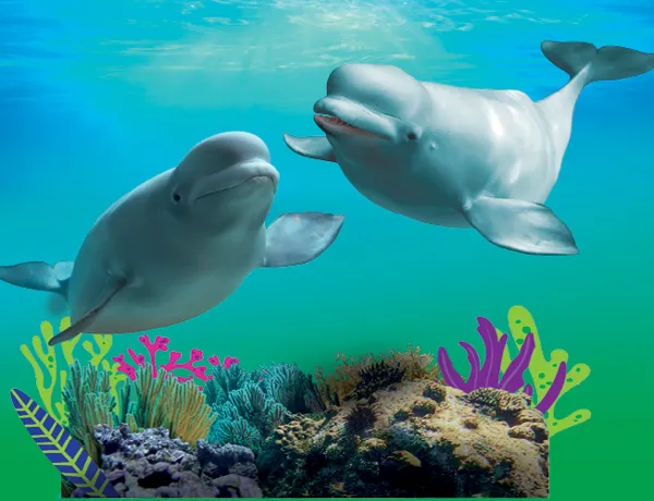 Whale Warriors (1)