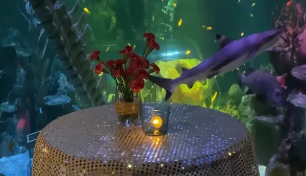 Sea Life Juhlat