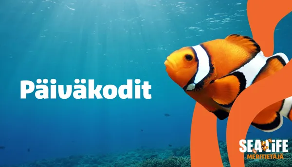 Footer 4 Päiväkodit