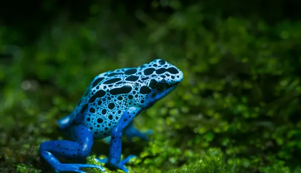 Poison Frog