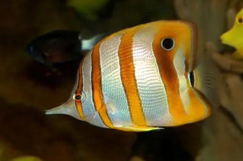 Chelmon Rostratus