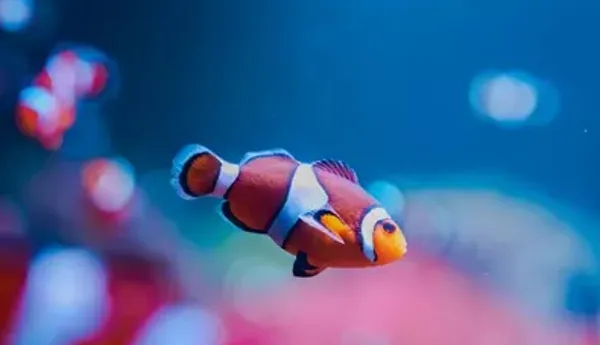 Clownfish Pink