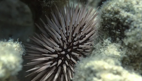 Merisiili Sea Urchin