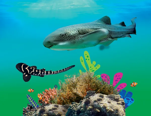 Zebra Sharks