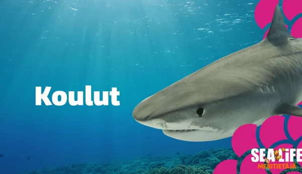 Footer 5 Koulut Final