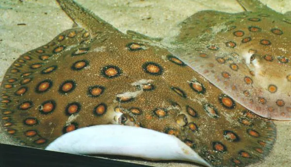 Riikinkukkorausku 7252 Potamotrygon Motoro