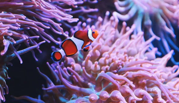 Merivuokko Sea Anemone