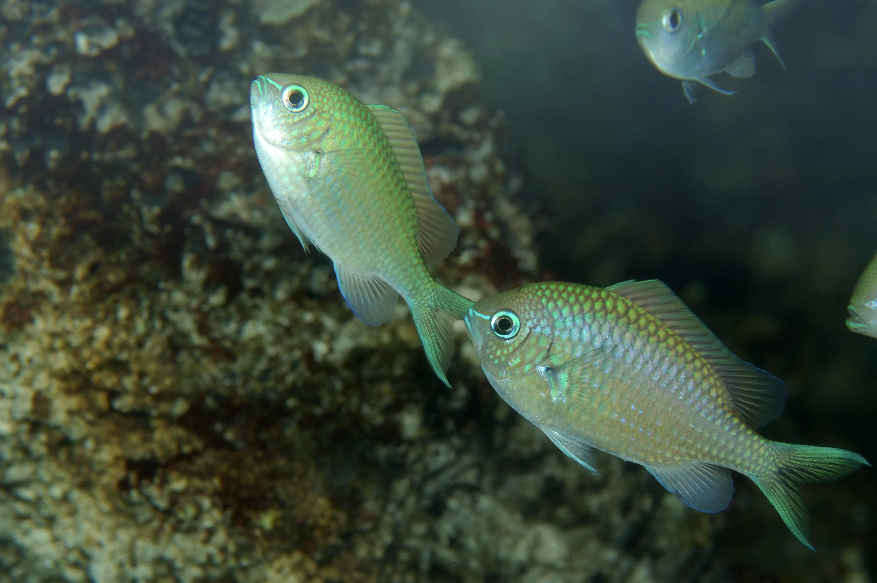 8676 Green Chromis Chromis Viridis 3