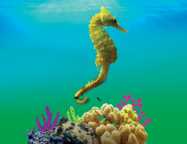 Sea Horse Saviours