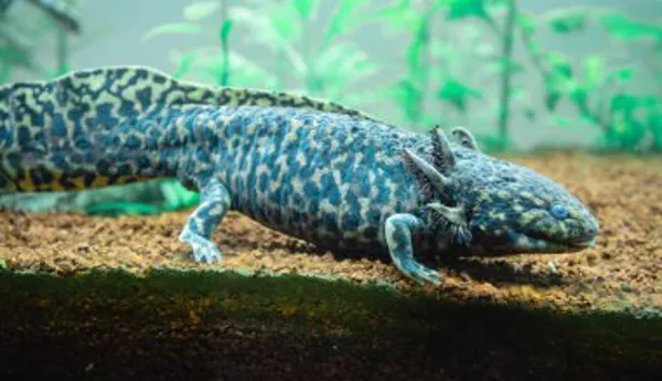 Brown Axolotl