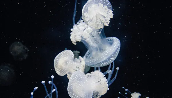Jellyfish 5