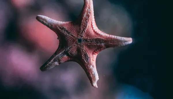 Seastar (1)