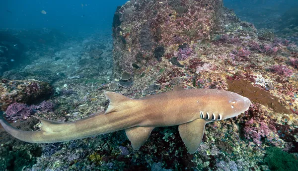 Bamboo Shark
