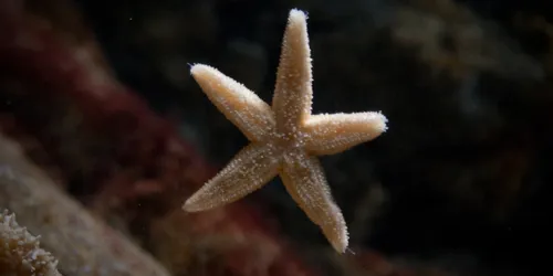 6695 Asterias Rubens