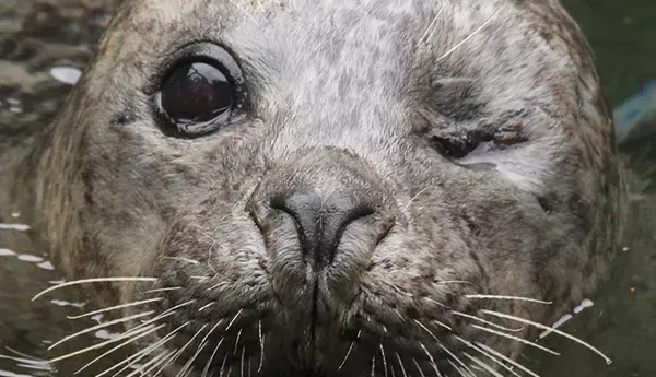 Seal Sea Life Trust