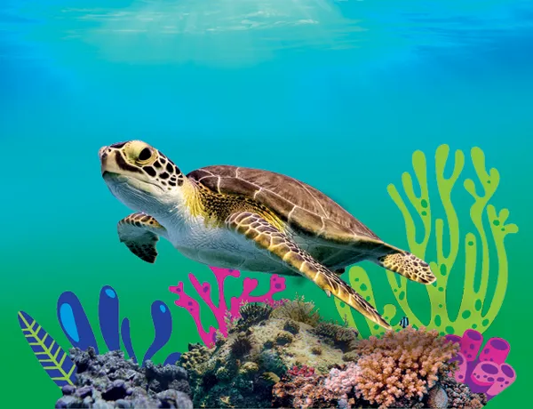 Treasuring Turtles