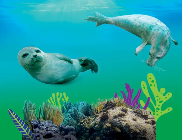 Seal Supporters